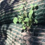 A tree & new vegetation growing through stabilization netting: Pyramat