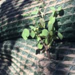 ferguson-waterworks-walls-and-slopes-pyrawall-06
