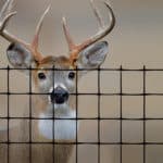 Professional-grade plastic netting to keep deer out