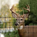 A large deer standing behind a durable deer fence