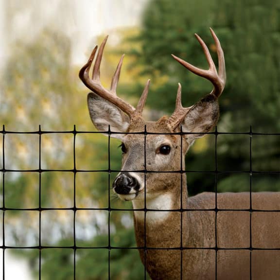 A large deer standing behind a durable deer fence