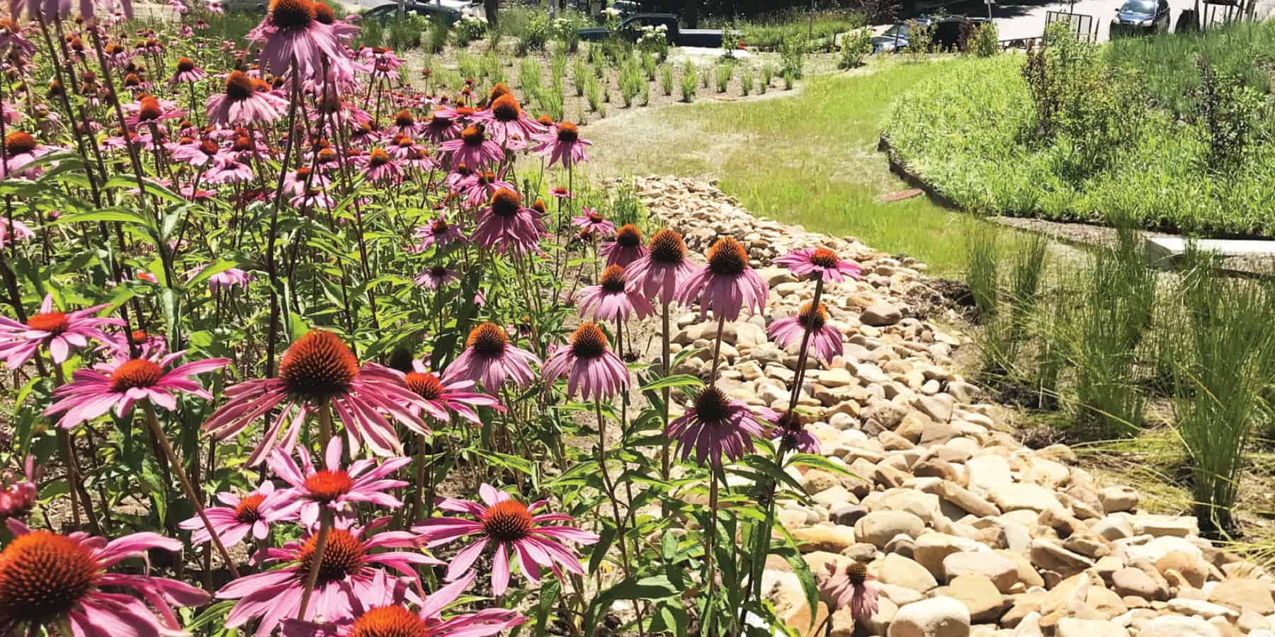 Flowers that are thriving after the implementation of urban green infrastructure