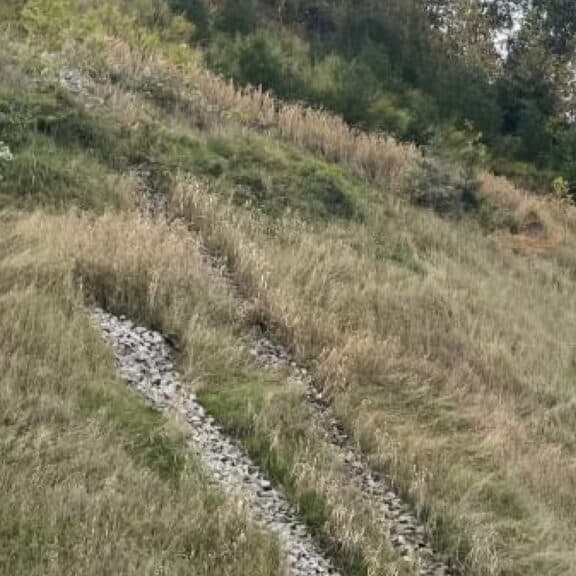 Slope vegetation 4 months after Ferguson Waterworks used soil amendments on this slope.