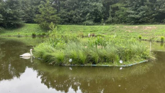 A vegetated beemat installed in Armory Pond, NC by a student studying its impact on reducing algae blooms.
