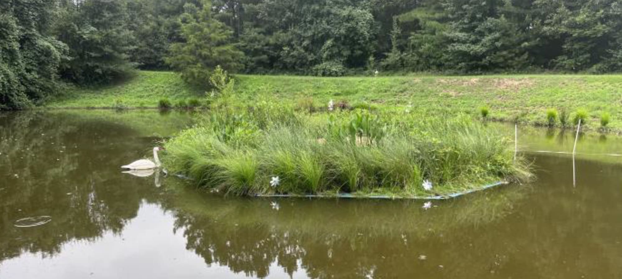 A vegetated beemat installed in Armory Pond, NC by a student studying its impact on reducing algae blooms.